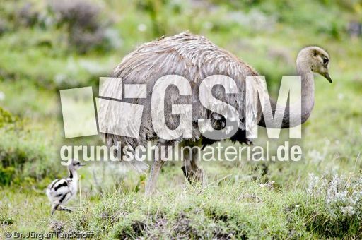 Nandu (12 von 15).jpg